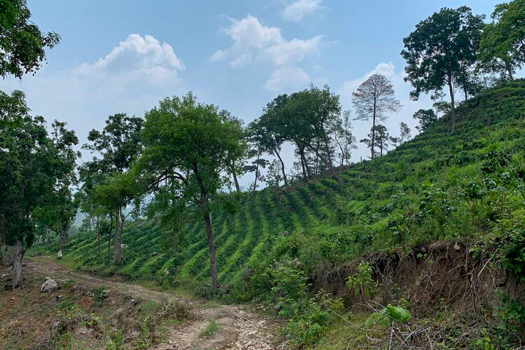 finca for honduras organic coffee